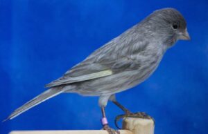 Jaspe-Kanarien Schwarzjaspe Dominantweiß