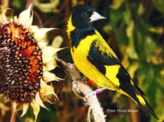 Der Schwarzbrustzeisig 1,0 Schwarzbrustzeisig