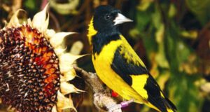 Der Schwarzbrustzeisig 1,0 Schwarzbrustzeisig