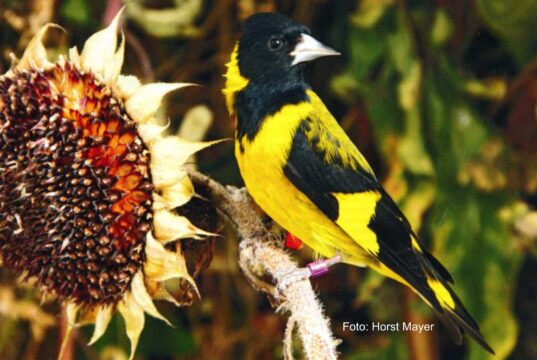 Der Schwarzbrustzeisig 1,0 Schwarzbrustzeisig