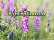 Futterpflanzen