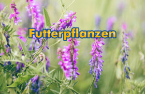 Futterpflanzen