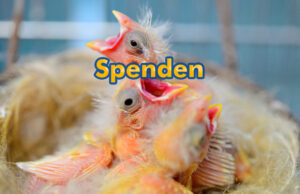 Spenden