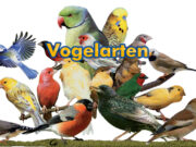 Vogelarten