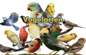Vogelarten