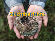 Zuchtberichte