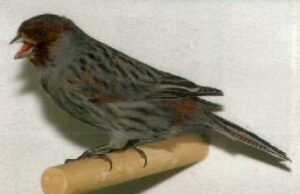 Farbenkanarien Kobalt