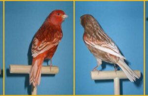 Farbenkanarien Phaeo