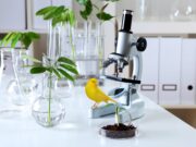 Die Vererbung der Gefiederfarben