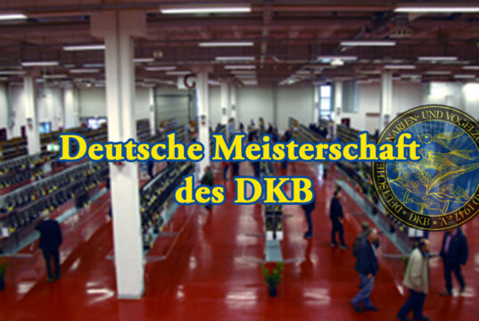 Deutsche Meisterschaft des DKB im Dezember