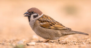 Rettung der Sperlinge: Paris schafft „Spatzen-Viertel“