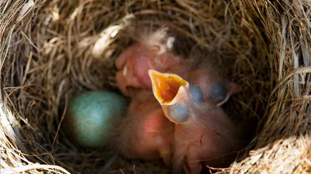 vogelnest