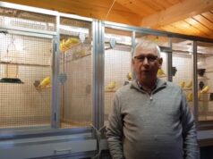 Harzer Edelroller Zucht als Video-Beiträge