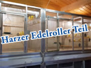 Teil 1. Harzer Edelroller, die Vorbereitung für die Zucht der Kanarienvögel