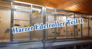 Teil 1. Harzer Edelroller, die Vorbereitung für die Zucht der Kanarienvögel