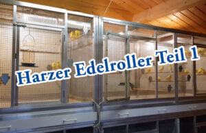 Teil 1. Harzer Edelroller, die Vorbereitung für die Zucht der Kanarienvögel
