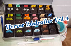Teil 4. Kanarienzucht Harzer Roller. Die ersten Nester und die ersten Eier