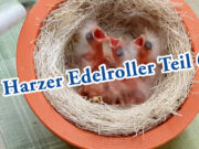 Teil 6. Die ersten Harzer Roller Jungvögel sind geschlüpft.