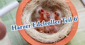 Teil 6. Die ersten Harzer Roller Jungvögel sind geschlüpft.
