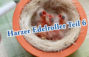 Teil 6. Die ersten Harzer Roller Jungvögel sind geschlüpft.