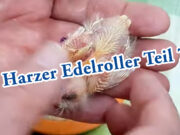 Teil 7. Die Harzer Edelroller Jungvögel wachsen im Nest