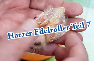 Teil 7. Die Harzer Edelroller Jungvögel wachsen im Nest