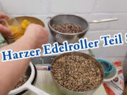 Teil 8. Junge Kanarienvögel bekommen Federn (Harzer Roller)