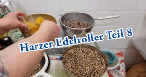 Teil 8. Junge Kanarienvögel bekommen Federn (Harzer Roller)