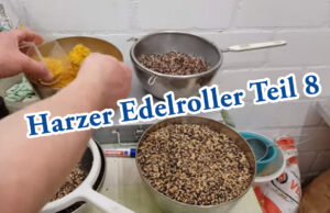 Teil 8. Junge Kanarienvögel bekommen Federn (Harzer Roller)