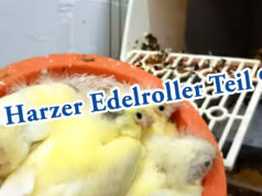 Teil 9. Junge Kanarienvögel bekommen volles Gefieder.