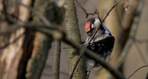 LBV sammelt Kleinspecht-Daten