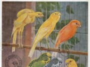 15. Weltchampionat (1967) der COM in Deutschland