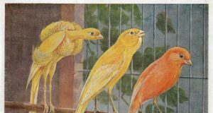 15. Weltchampionat (1967) der COM in Deutschland