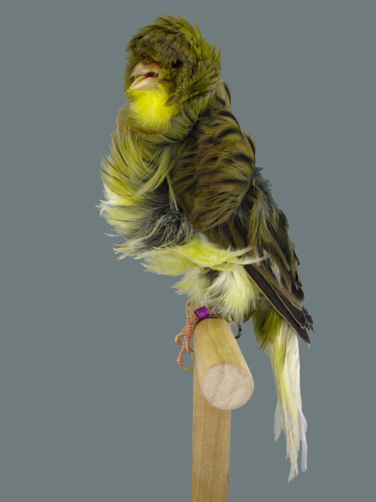 AGI Frise Kanarienvogel DKB Hochformat
