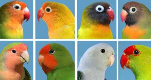 Die Agaporniden Agaporniden