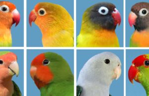 Die Agaporniden Agaporniden