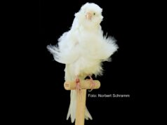 Qualzucht Frisé-Kanarien? AGI aufgehellt Weiß