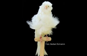 Qualzucht Frisé-Kanarien? AGI aufgehellt Weiß