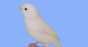 Qualzucht Dominantweiß? Aufgehellt Dominantweiß Gelb