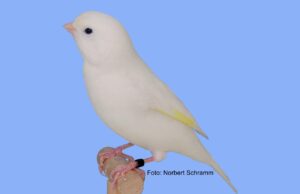 Qualzucht Dominantweiß? Aufgehellt Dominantweiß Gelb