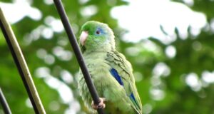 Augenring-Sperlingspapagei