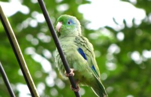 Augenring-Sperlingspapagei