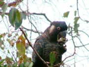 Baudins Weißohr-Rabenkakadu