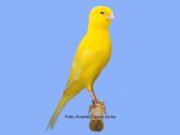 Der Berner Kanarienvogel Berner aufgehellt intensiv