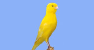 Der Berner Kanarienvogel Berner aufgehellt intensiv