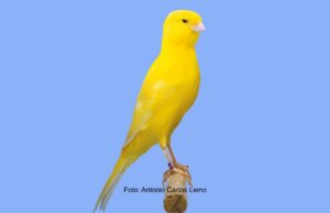 Der Berner Kanarienvogel Berner aufgehellt intensiv