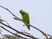 Blaubürzel-Sperlingspapagei
