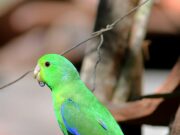 Blauflügel-Sperlingspapagei