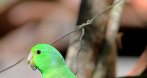 Blauflügel-Sperlingspapagei