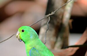 Blauflügel-Sperlingspapagei